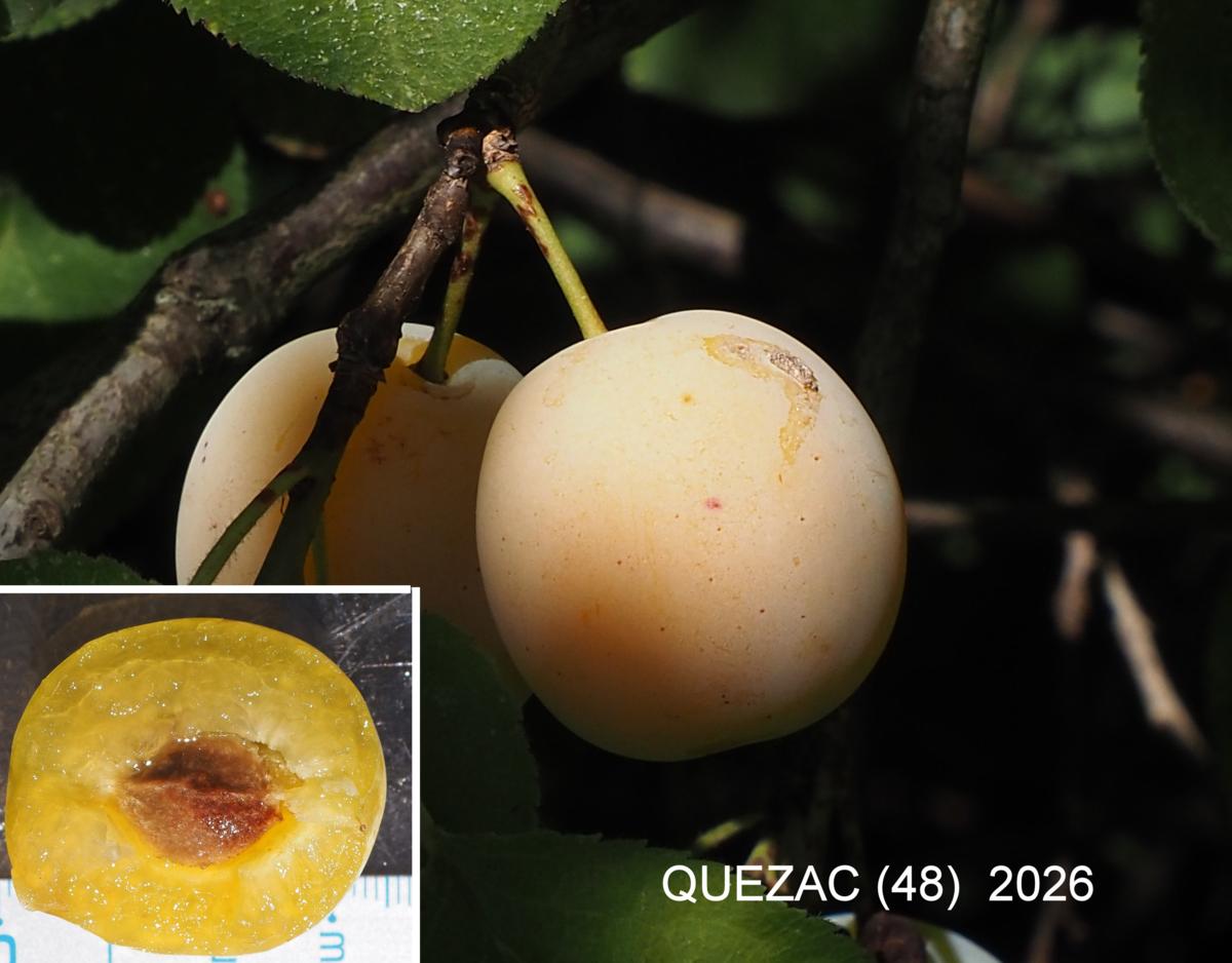 Damson fruit